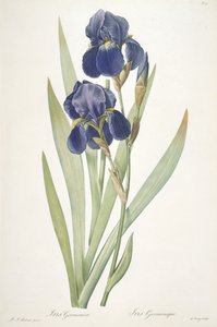 Iris germanica (Bearded Iris)